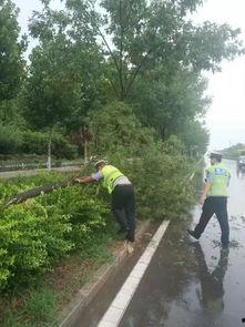 邯郸大树爆料事件视频,揭秘背后真相 第3张 邯郸大树爆料事件视频,揭秘背后真相 第3张